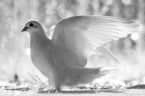 5019_Beautiful-white-dove-of-peace-HD-wallpaper