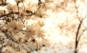 blooming_magnolia_tree-t2