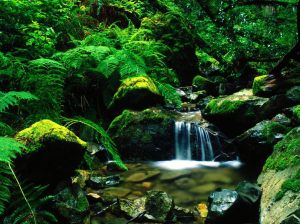 small-forest-waterfall-wxff-hd-wallpaper-70611
